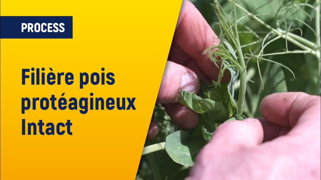 En filière - Des pois protéagineux pour Intact | Axéréal