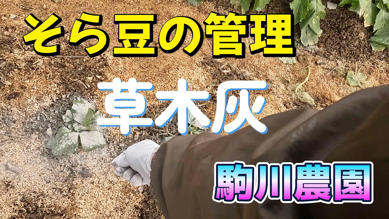 そら豆の管理　草木灰でアブラムシ対策　駒川農園　26.2.5