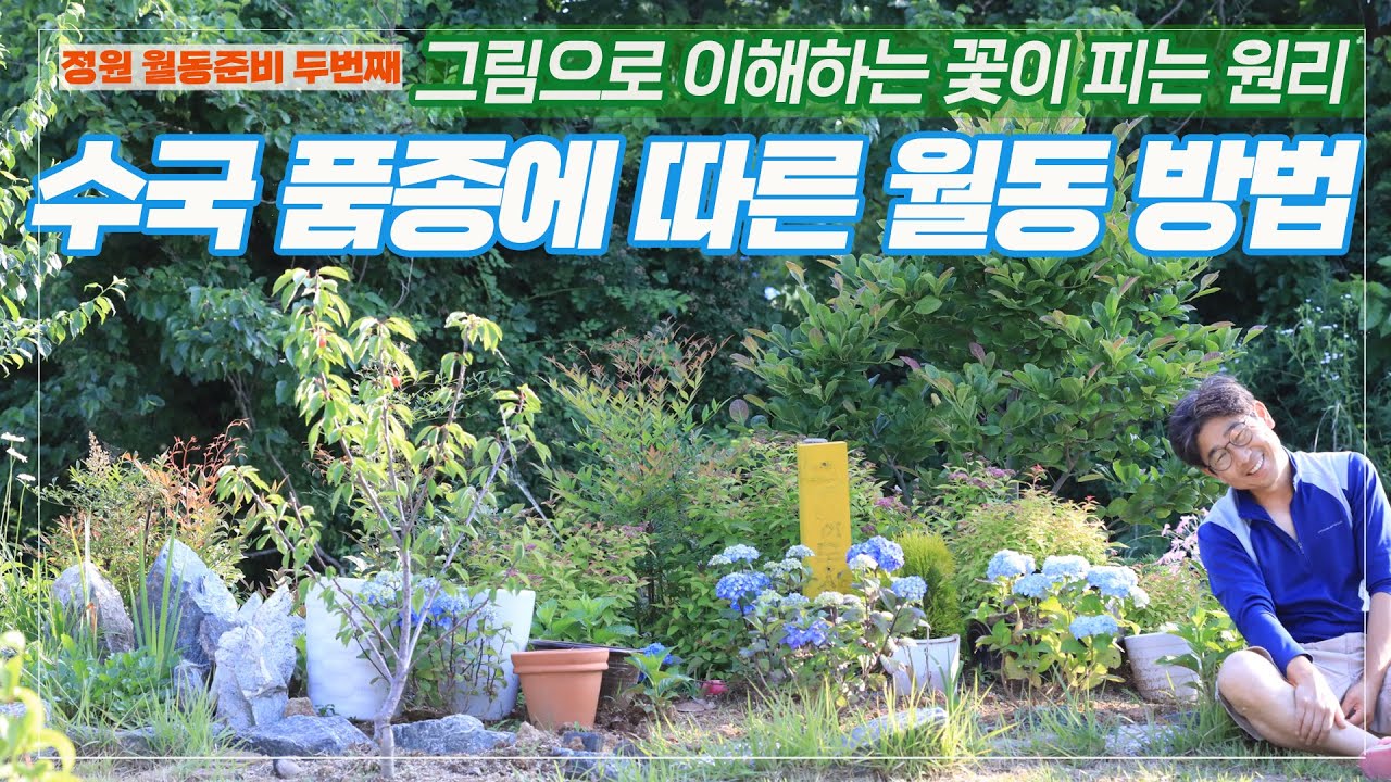 수국 품종별 월동 방법/ 수국이 꽃 피우는 원리/ 우리집 정원에 있는 수국 소개