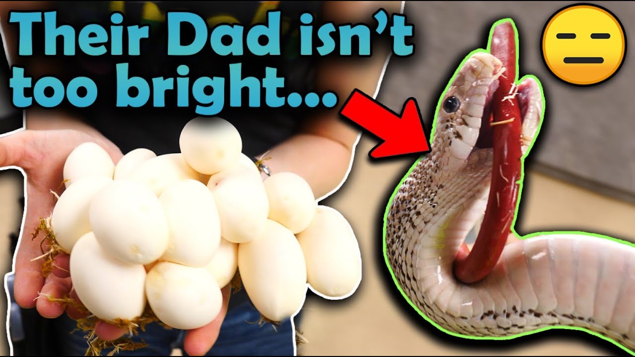 Our Ghost Bullsnake Laid Eggs!!