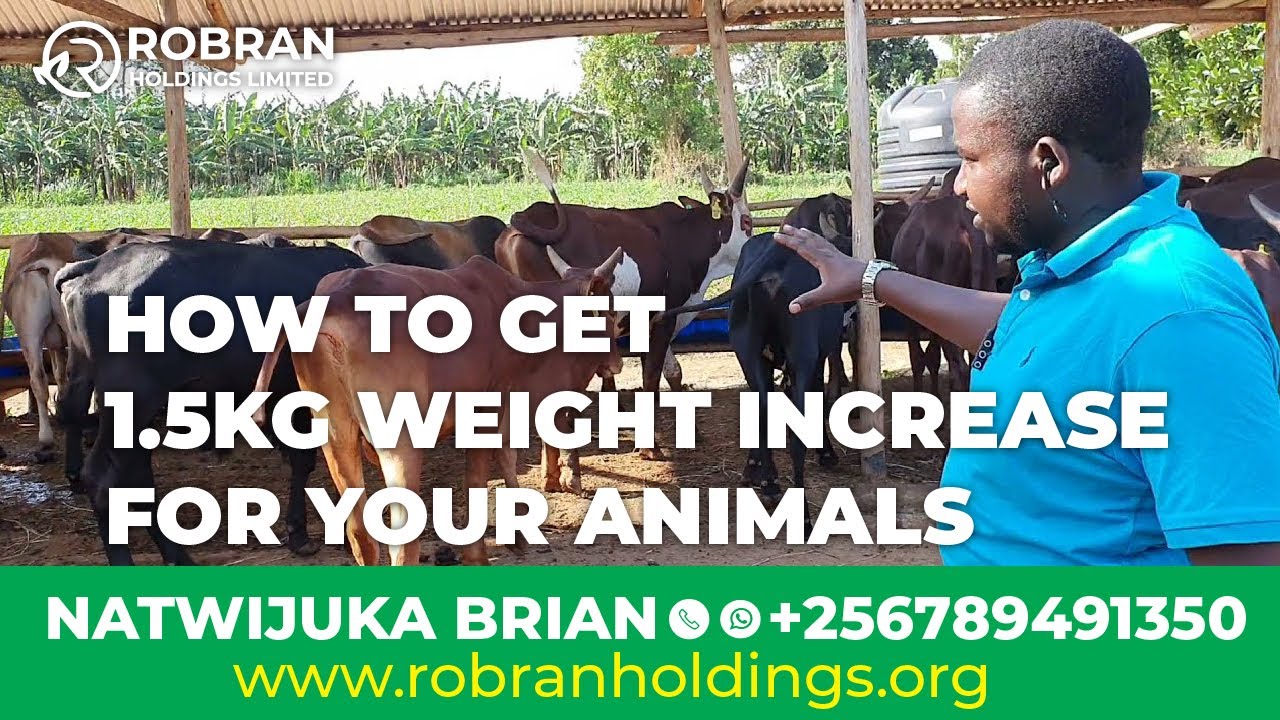 HOW TO GET 1.5KG WEIGHT INCREASE FOR YOUR ANIMALS ll Natwijuka Brian +256789491350