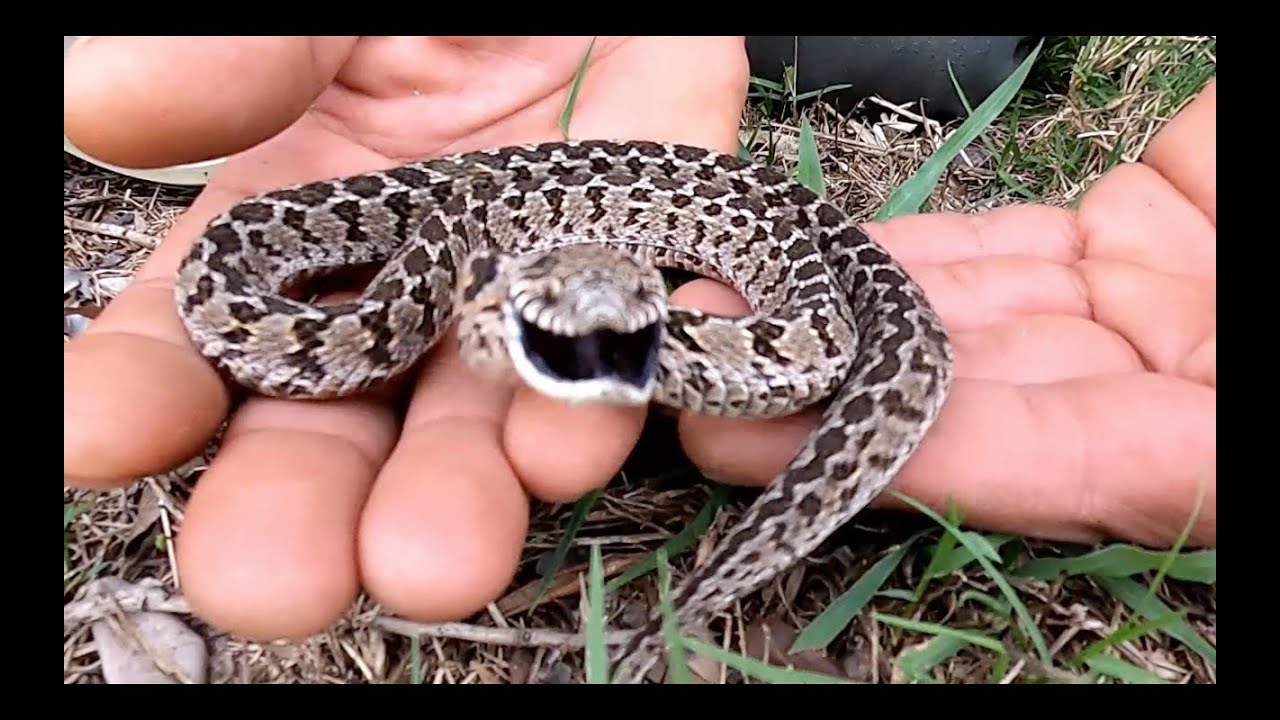 Night Adder vs Egg Eater