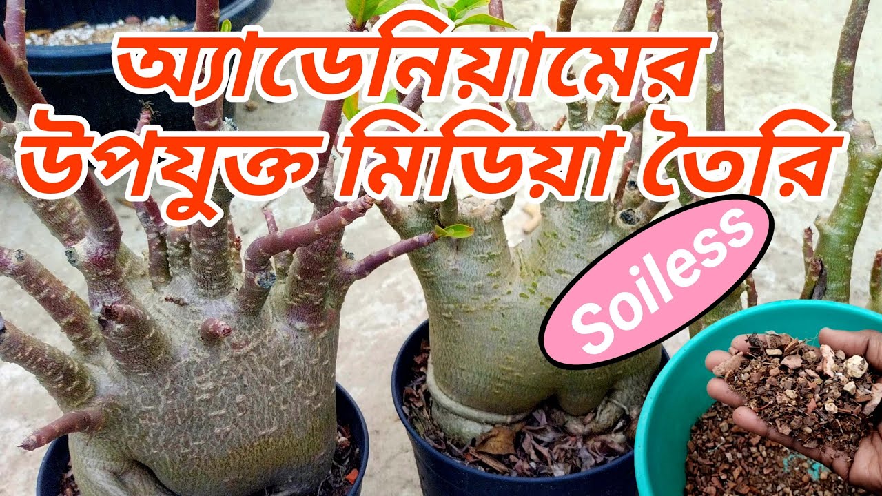 Soil Mix For Desert Rose Plant | Best Soil For Desert Rose Plant