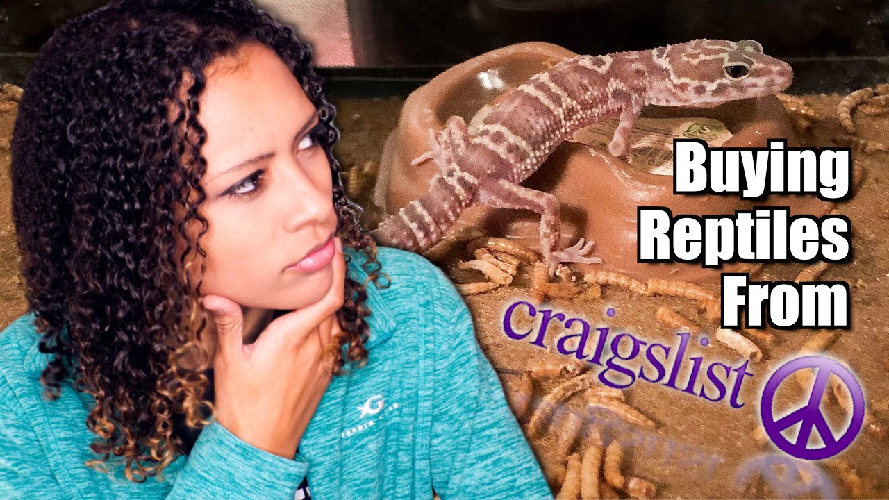 Reptile Shopping Guide - Craigslist