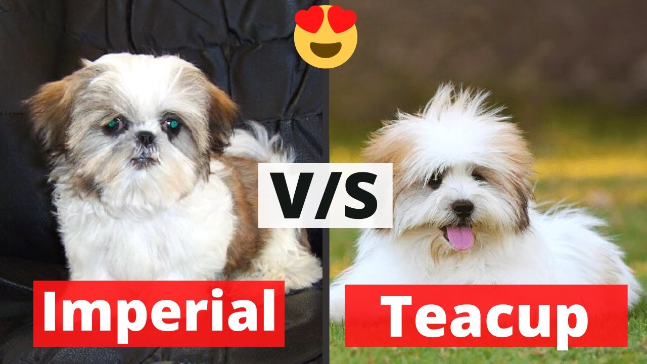 Imperial and Teacup Shih Tzu: What are the differences and Similarities between them?