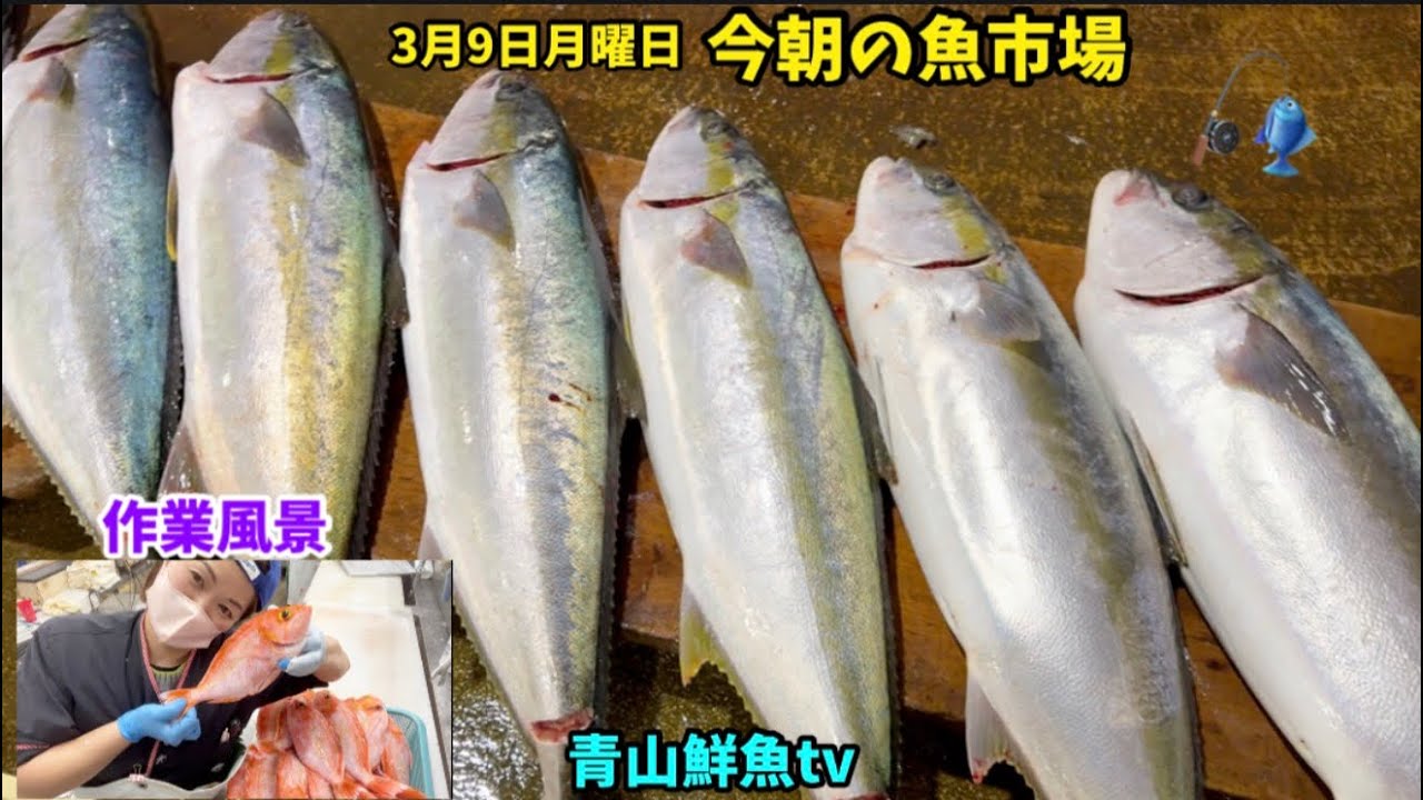 【作業風景】今朝の魚市場3月9日月曜日の水揚げ状況