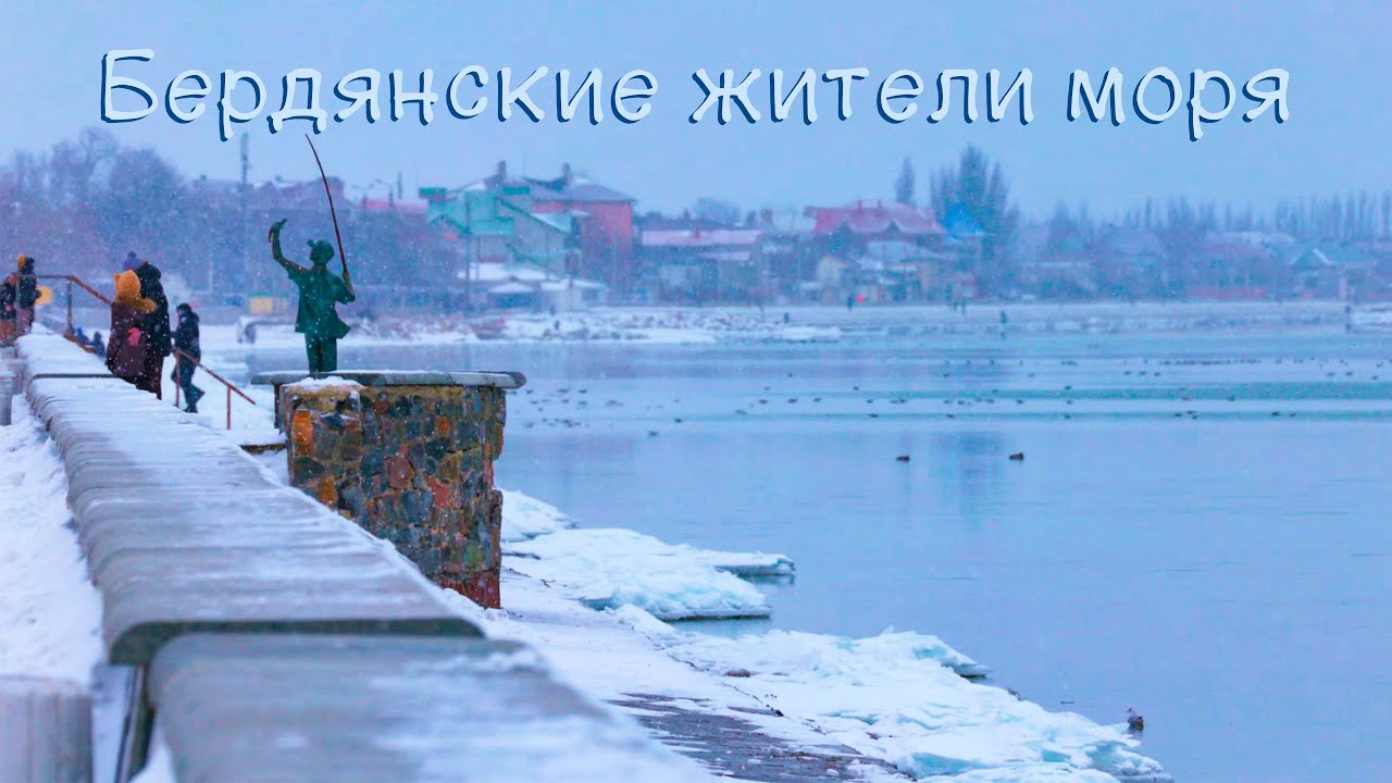 Бердянские жители моря январь 2026