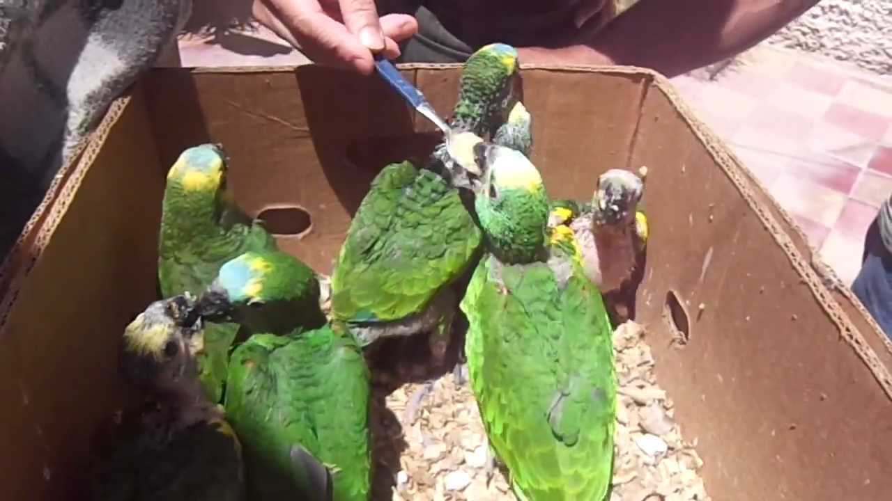 LOROS PICHONES