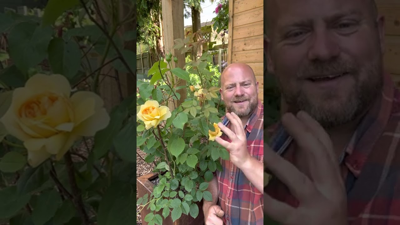 My first impressions of Rose “ Bring me Sunshine￼” from @david_austin_roses ￼#gardenerben