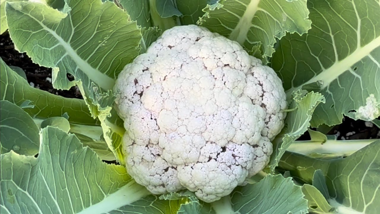 Secret Garden San Diego