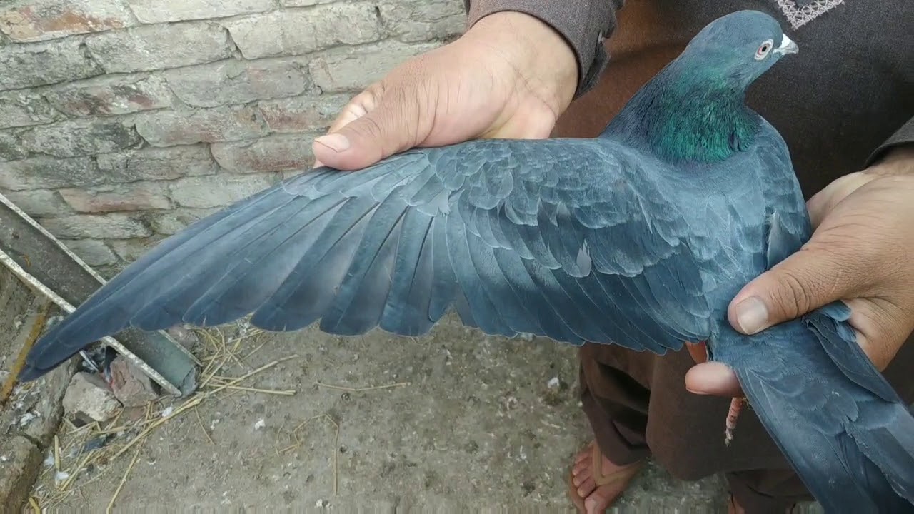 How to identify a good high flying pigeon