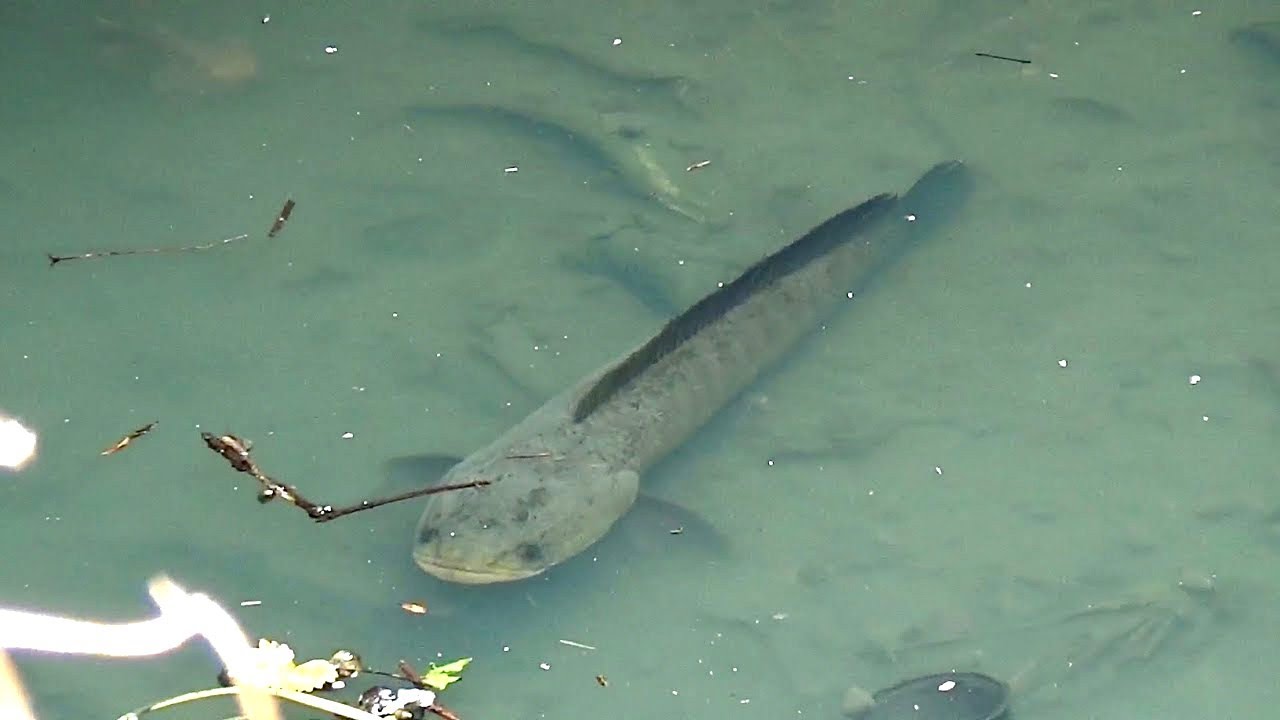 Unbelievable Fight with Big Yellow Murrel Fishing in Lake | Best Tilapia Hook Fishing in Village