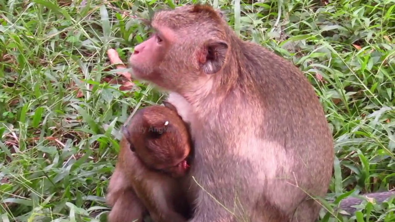 OMG Poor Little Monkey Angry Mom Stop Milk and So Funny