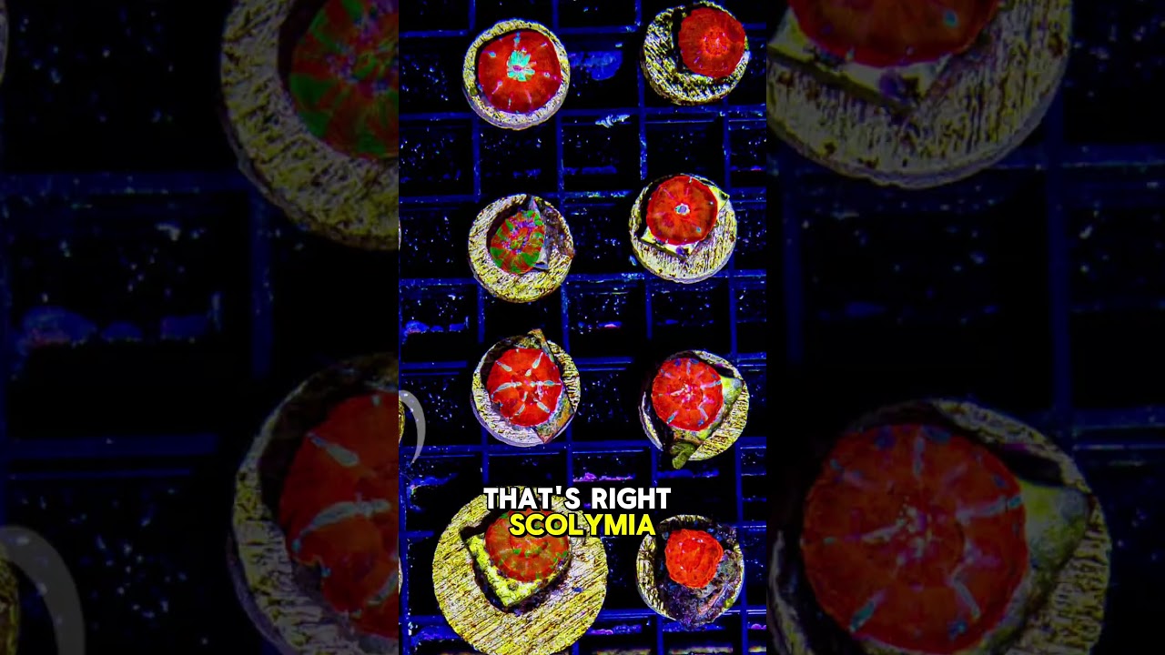 НОВИНКА! Кораллы, выращенные в неволе!