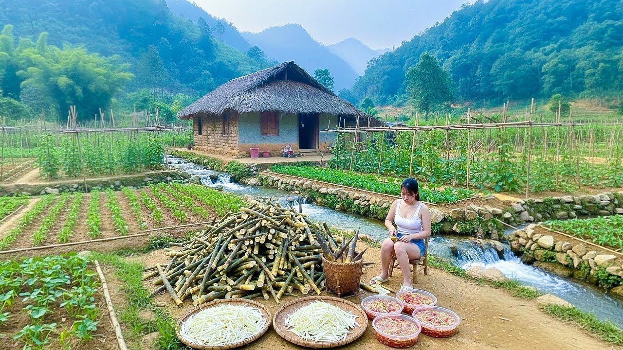 Harvesting 1,000 bamboo shoots to make spicy pickled bamboo and sell at the market.