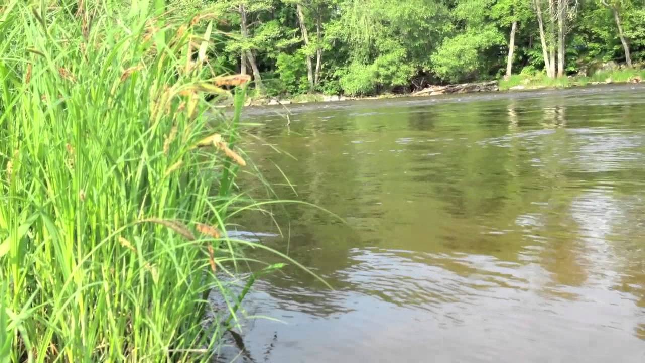 Predator Fly fishing, Sweden - Asp -(Trailer) HD