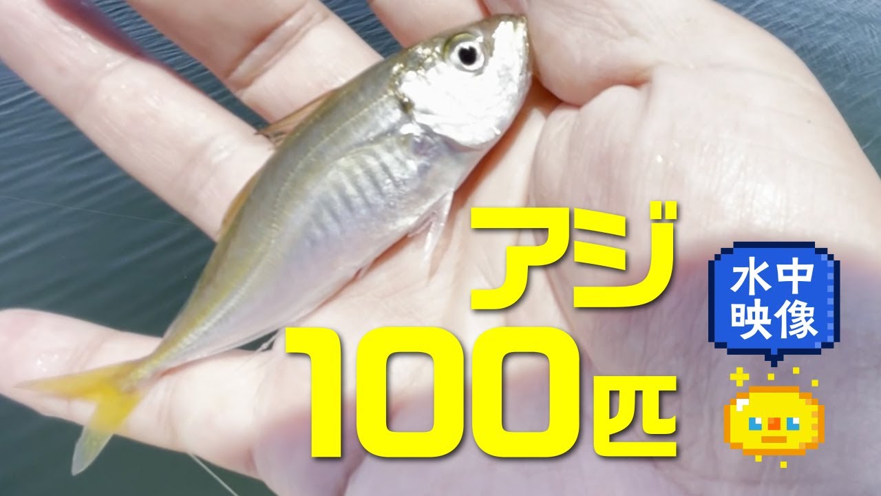 【サビキ釣り】知多半島豊浜漁港 5月下旬