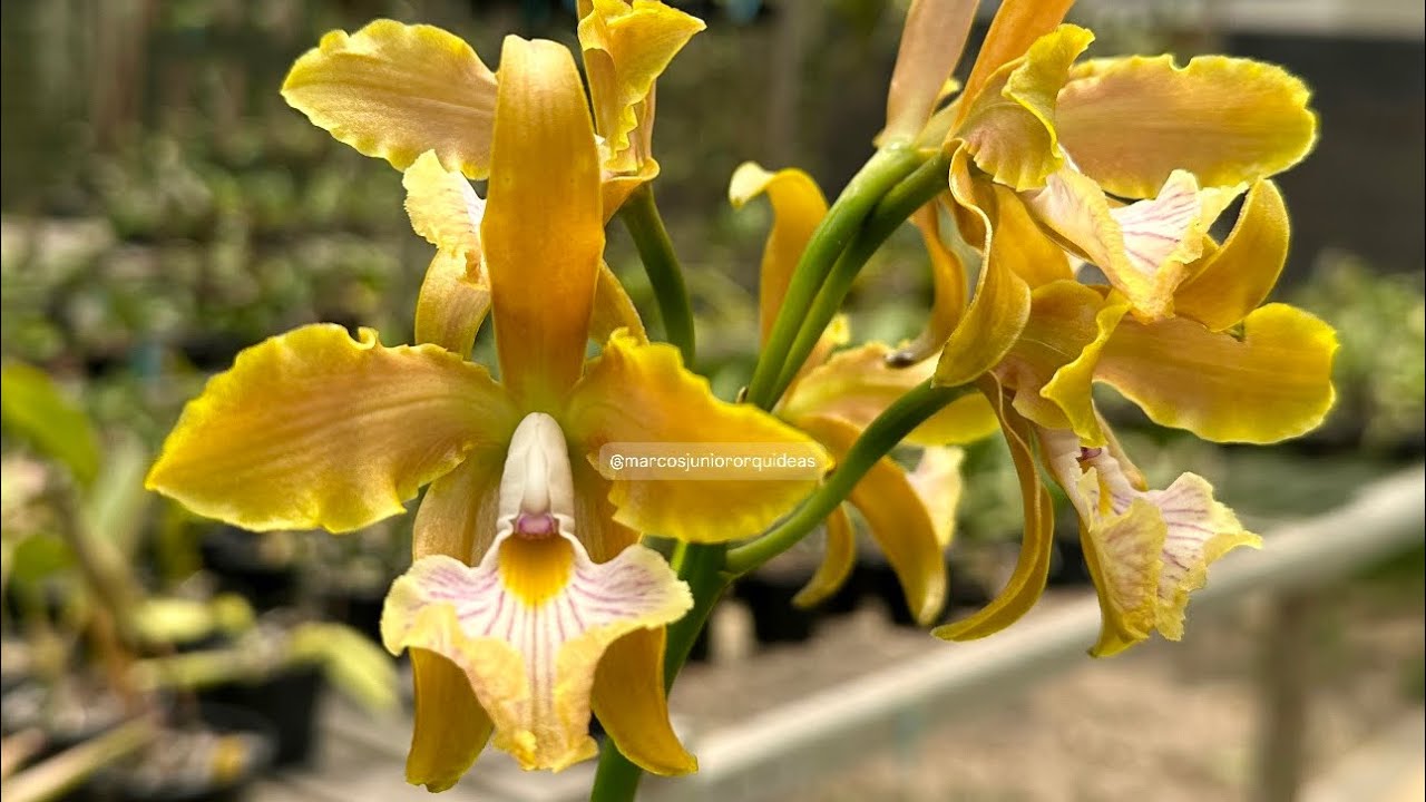 COMO CULTIVAR ORQUÍDEAS - CATTLEYA VELUTINA