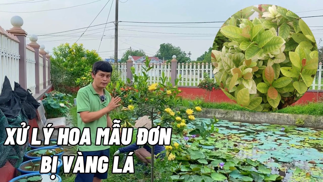 Nguyên nhân dẫn tới hoa mẫu đơn bị vàng lá và cách xử lý triệt để