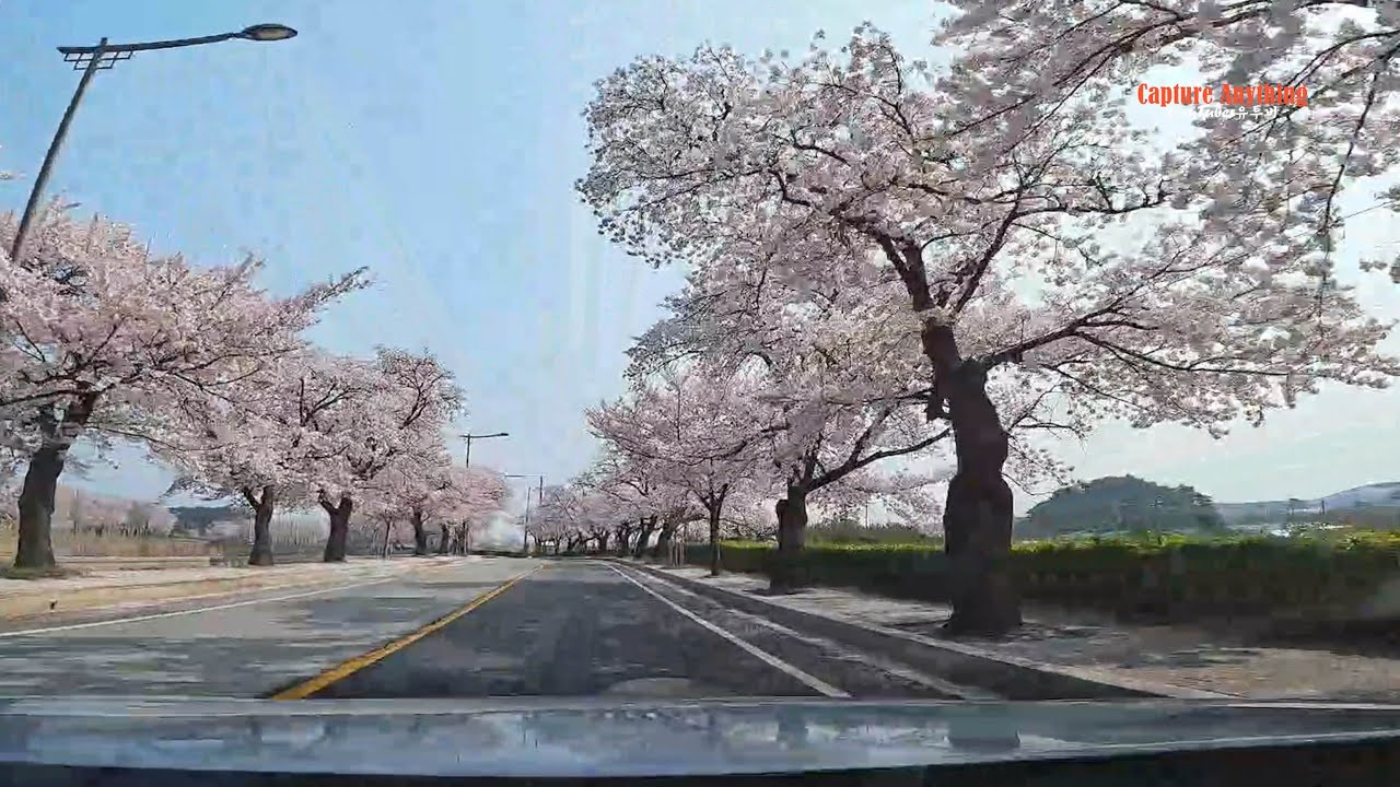 올해 마지막 강릉 벚꽃 4K30프레임 아쉽게 흐르는 시간 Regretfully passing time, last Gangneung cherry blossoms,4K30 frames