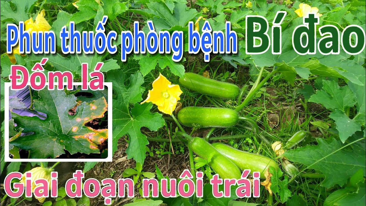 Kỹ thuật trồng bí đao:P19-Phòng bệnh thán thư, sương mai, đốm lá trên bí đao-BÙI THANH NGOAN