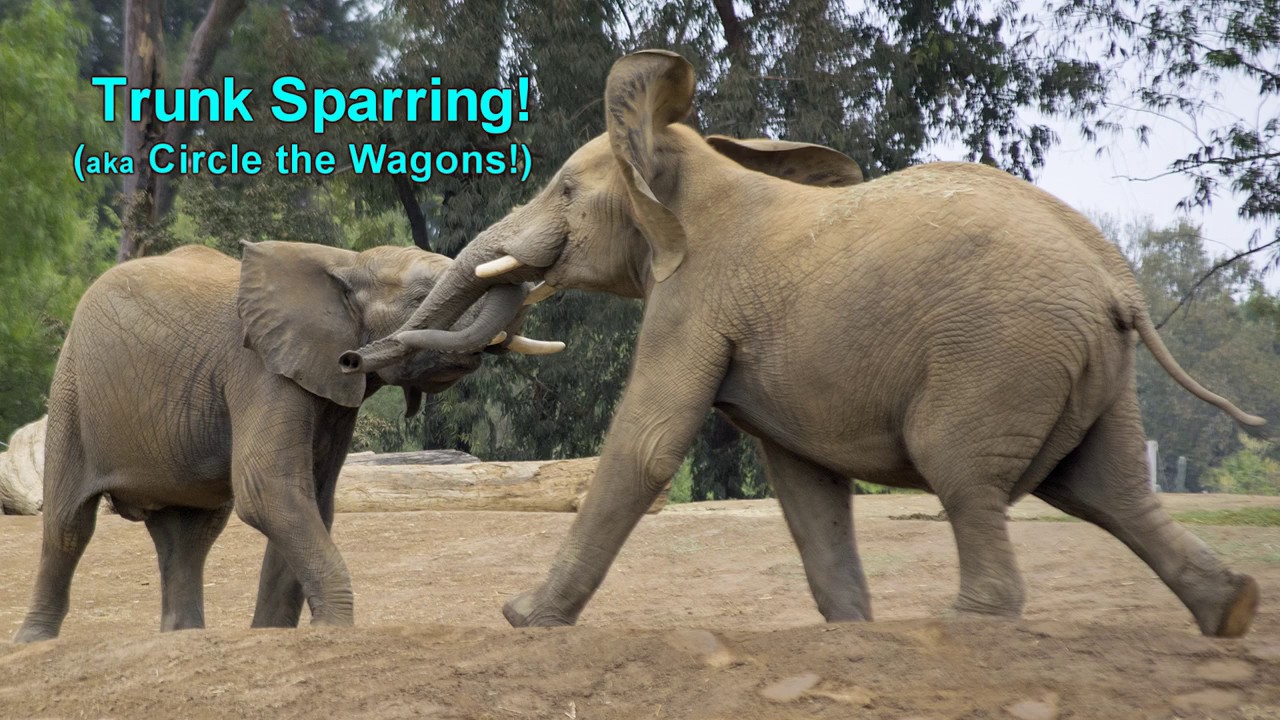Trunk Sparring (Aka Circle the Wagons!)