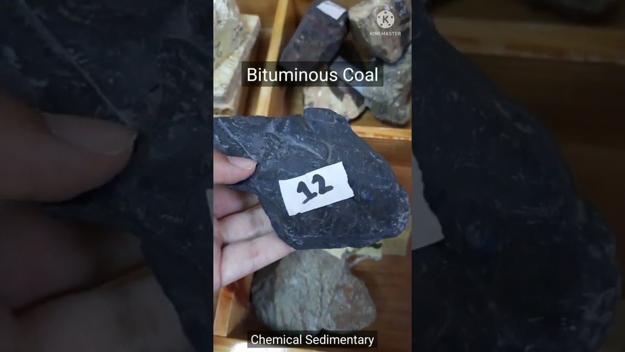 Chemical , Biochemical, and Organic Sedimentary Rock