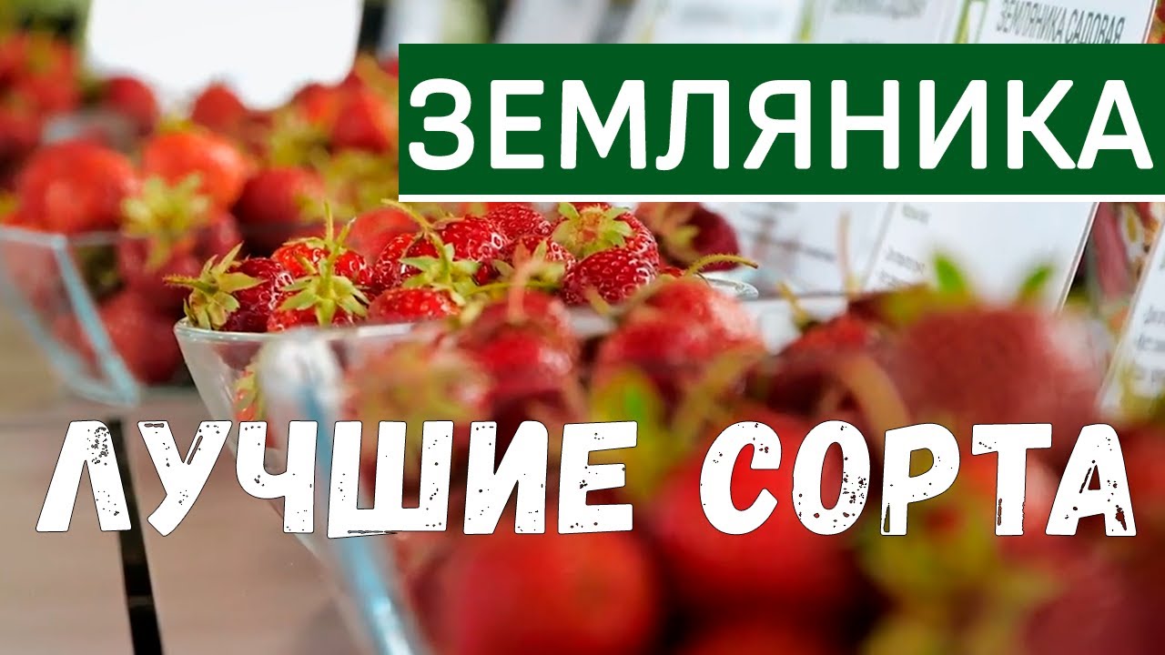 Лучшие ремонтантные сорта земляники. Садовая земляника - выращивание, уход.