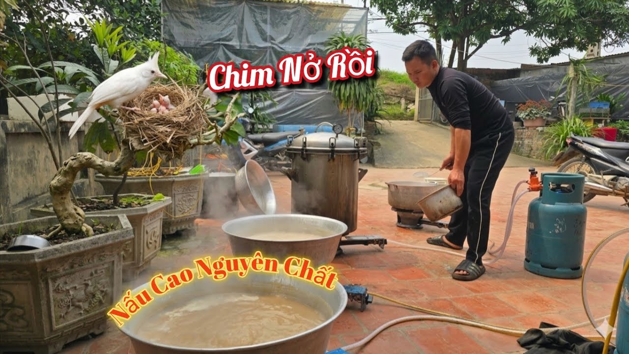 Ngày Thứ 2 Nấu Cao Và Vui Mừng Tổ Chim Trong Avi To Nở / HIỆP CUỘI TV