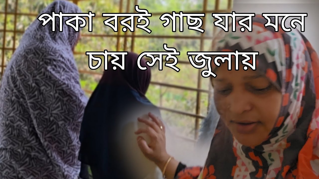 পাকা বরই গাছে যেভাবে ঝুলাইলে,এমনি ঝুলানো হচ্ছেFebruary 25, 2026