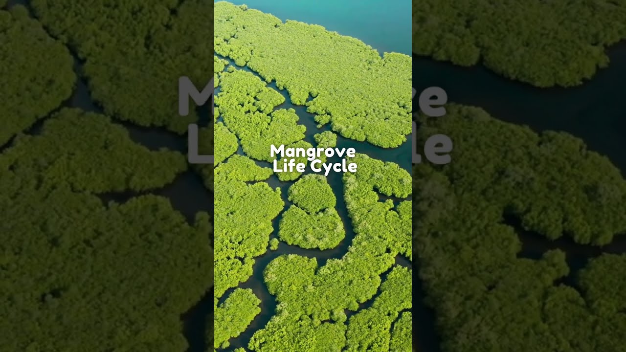 The Life Cycle of Mangroves | All About Mangroves 🌱