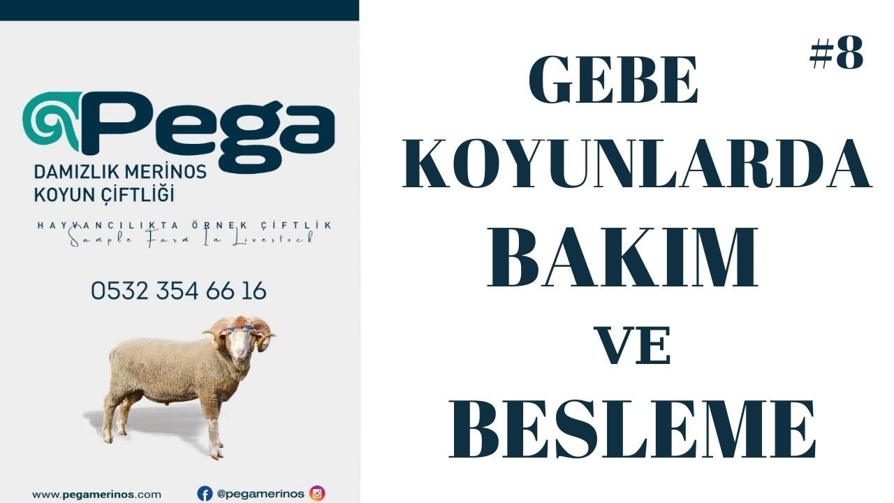 GEBE KOYUNLARDA BAKIM VE BESLEME