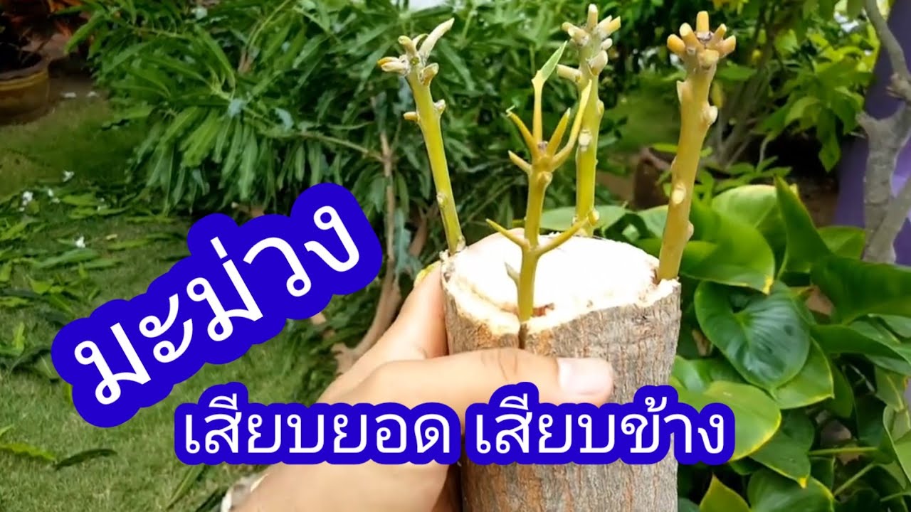 วิธีเสียบยอดมะม่วง​ เสียบข้าง