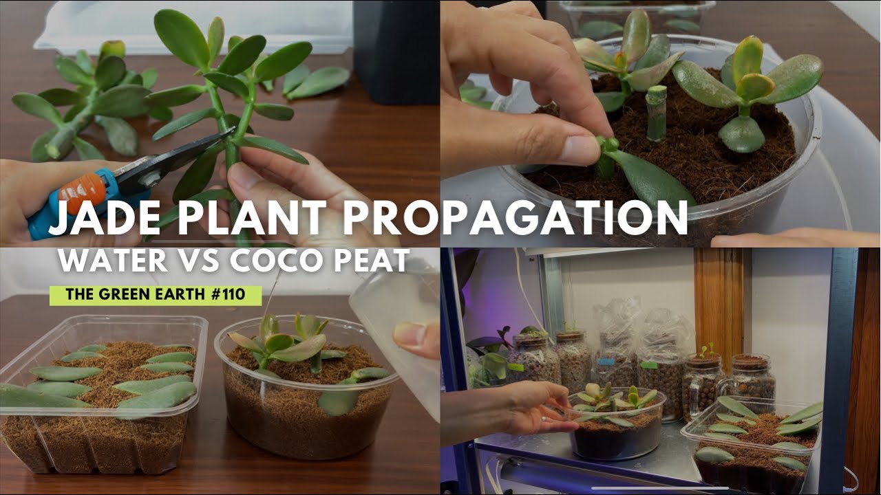 #110 : How to Grow Jade Plant in Water and Coco Peat? | Jade Plant Propagation