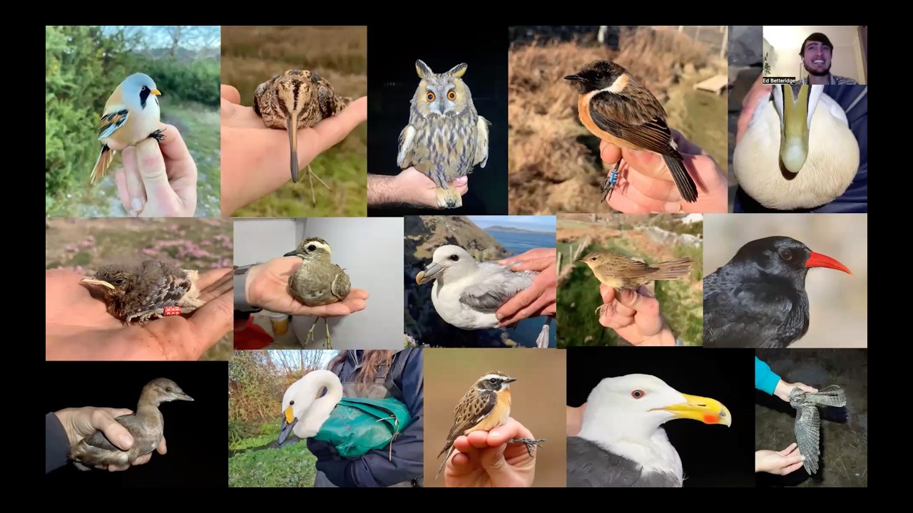Bird Ringing Adventures with Ed Betteridge