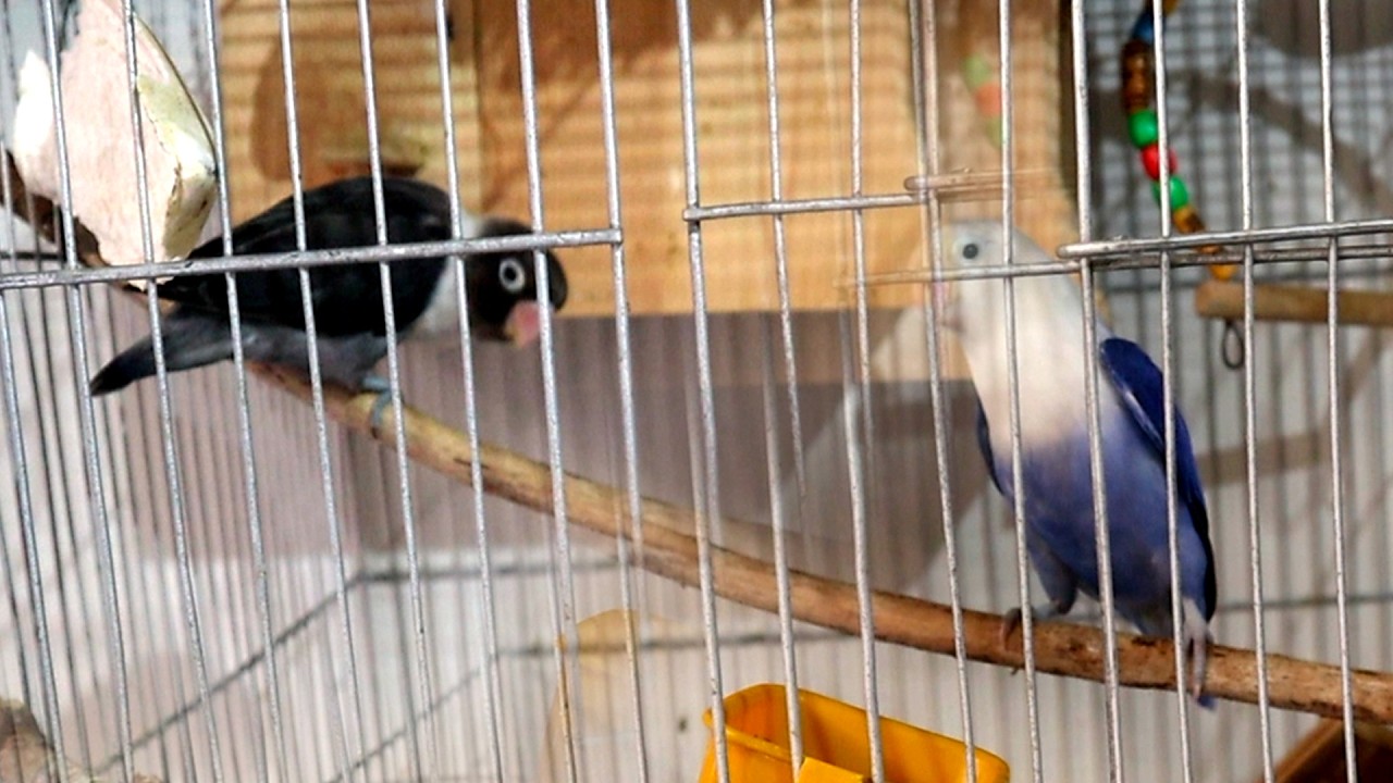 1 Hour of Lovebirds Talking, Playing, and Singing