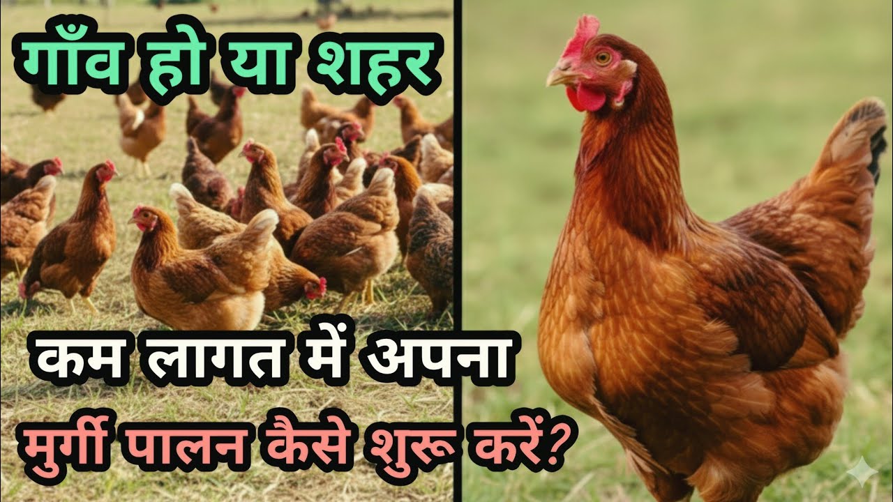 देसी मुर्गी फार्म से हर महीने पक्की कमाई | Poultry Farming Business Ideas