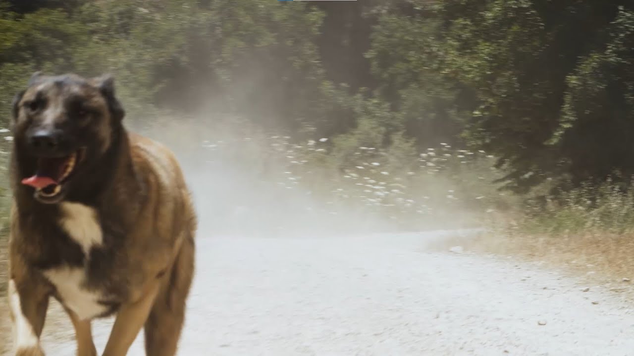 RUNNING DOG