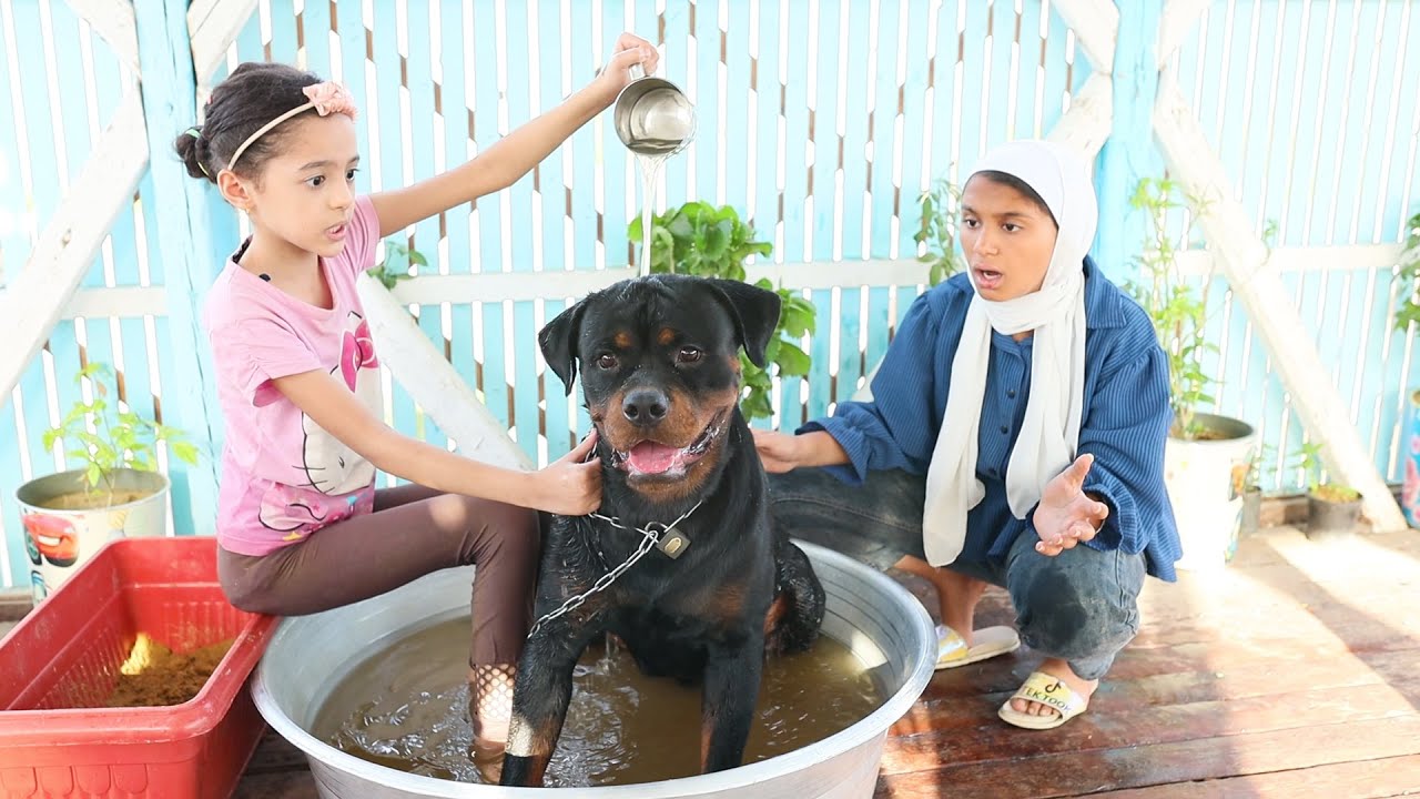 بنت عبيطه تصنع مسبح على سطح المنزل لكلبها الروت ويلر 😱 !!