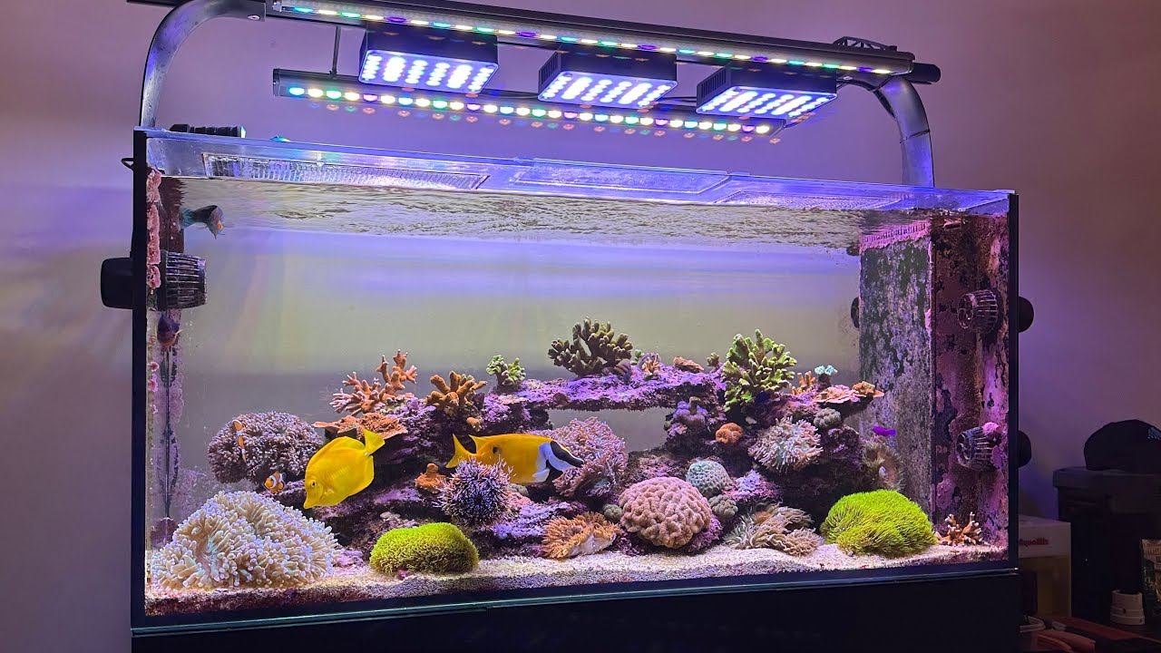 The Ole Reef: Tank Update - April 2025