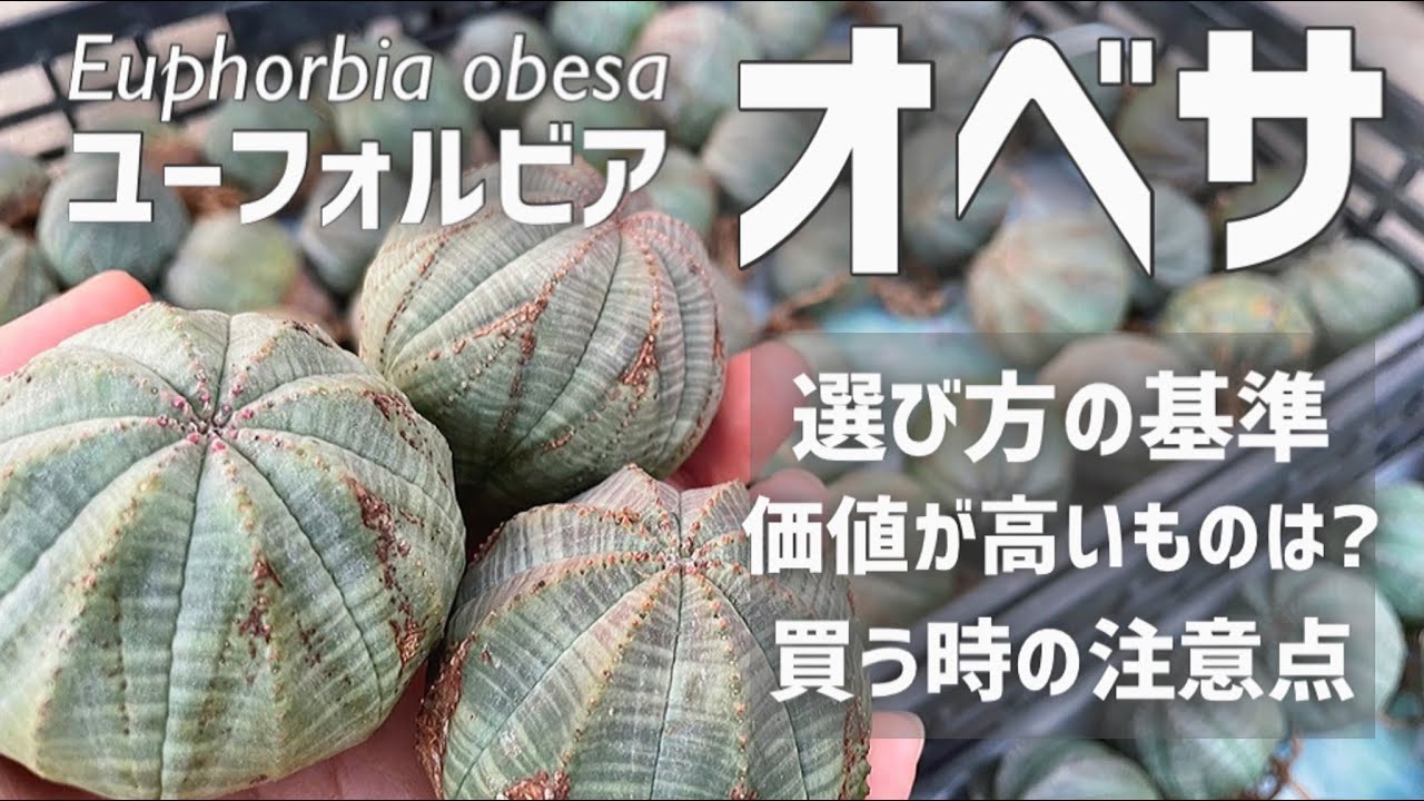 ユーフォルビア オベサを買う時は