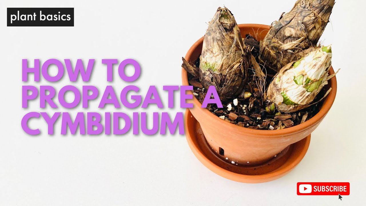 How to propagate a Cymbidium through pseudo-bulbs