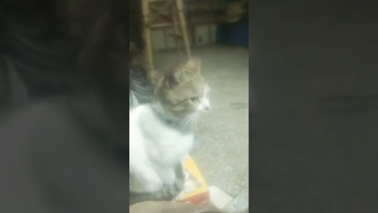 Mano Cat 