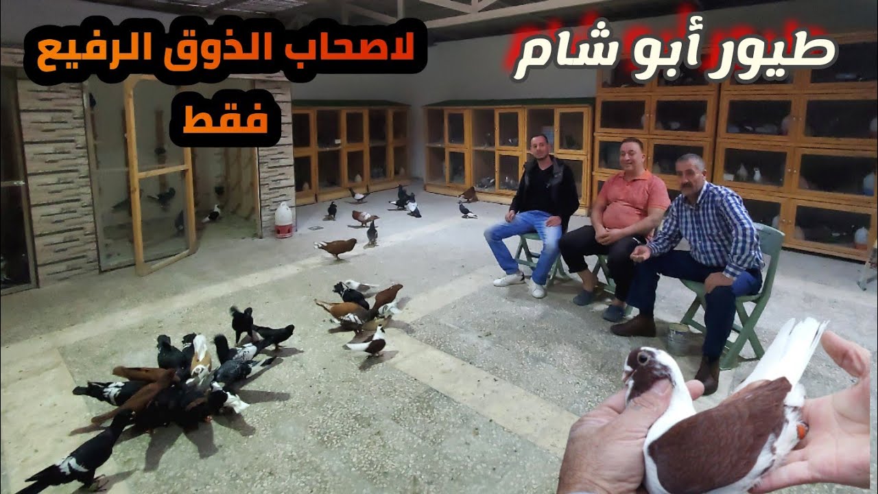 اذا حمامك مش هيك الله يعوض عليك أجمل حمام الاردن للمربي (ابو شام)