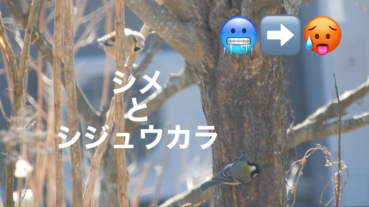 まるおの母　まるこの宿根草と低木の庭　2026 02 21 冷え込みが厳しい庭が、一気にポカポカ。🍎の争奪戦が激しかったけど、跡形もなく食べ尽くす🐦　フクジュソウ沢山咲いた‼️