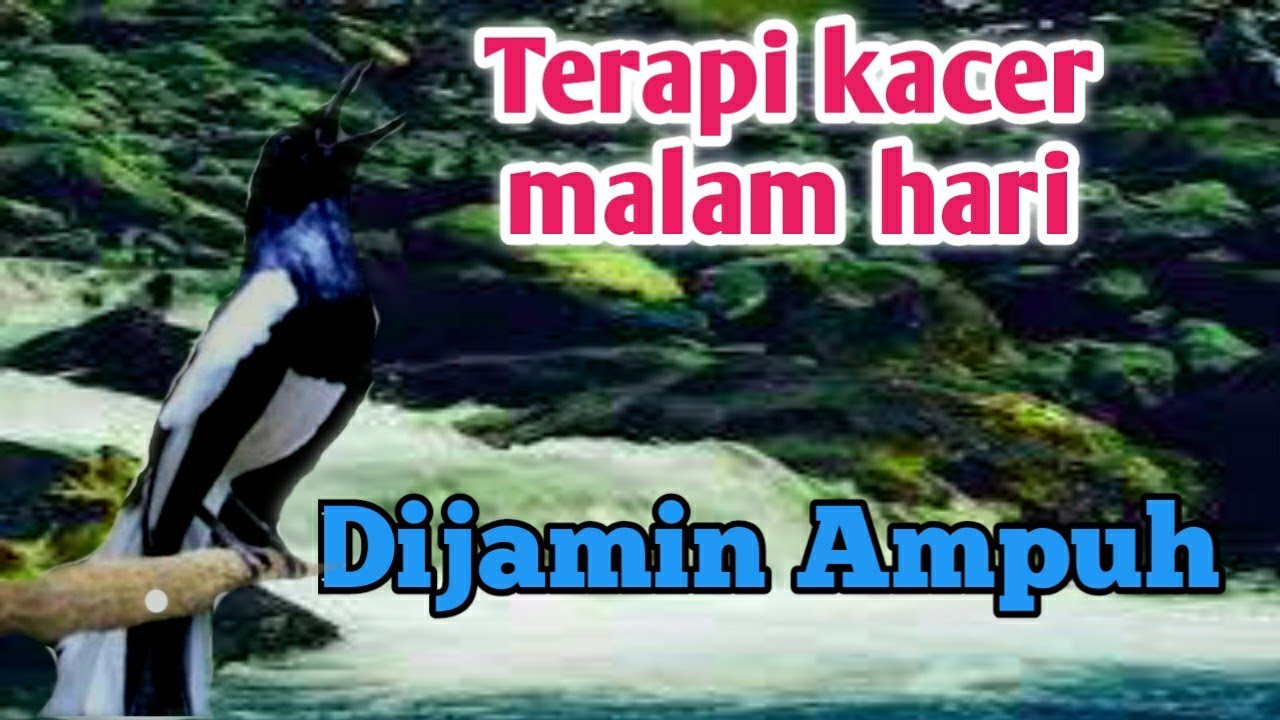 Terapi kacer masteran malam hari dijamin ampuh