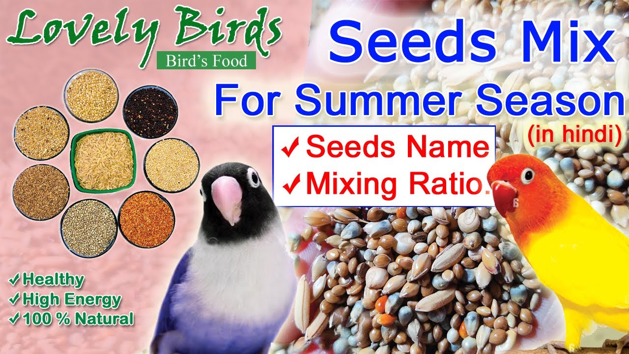 Summer Seeds Mix for Love Birds | summer seeds mix ratio | best seeds for summer | Lovely Birds
