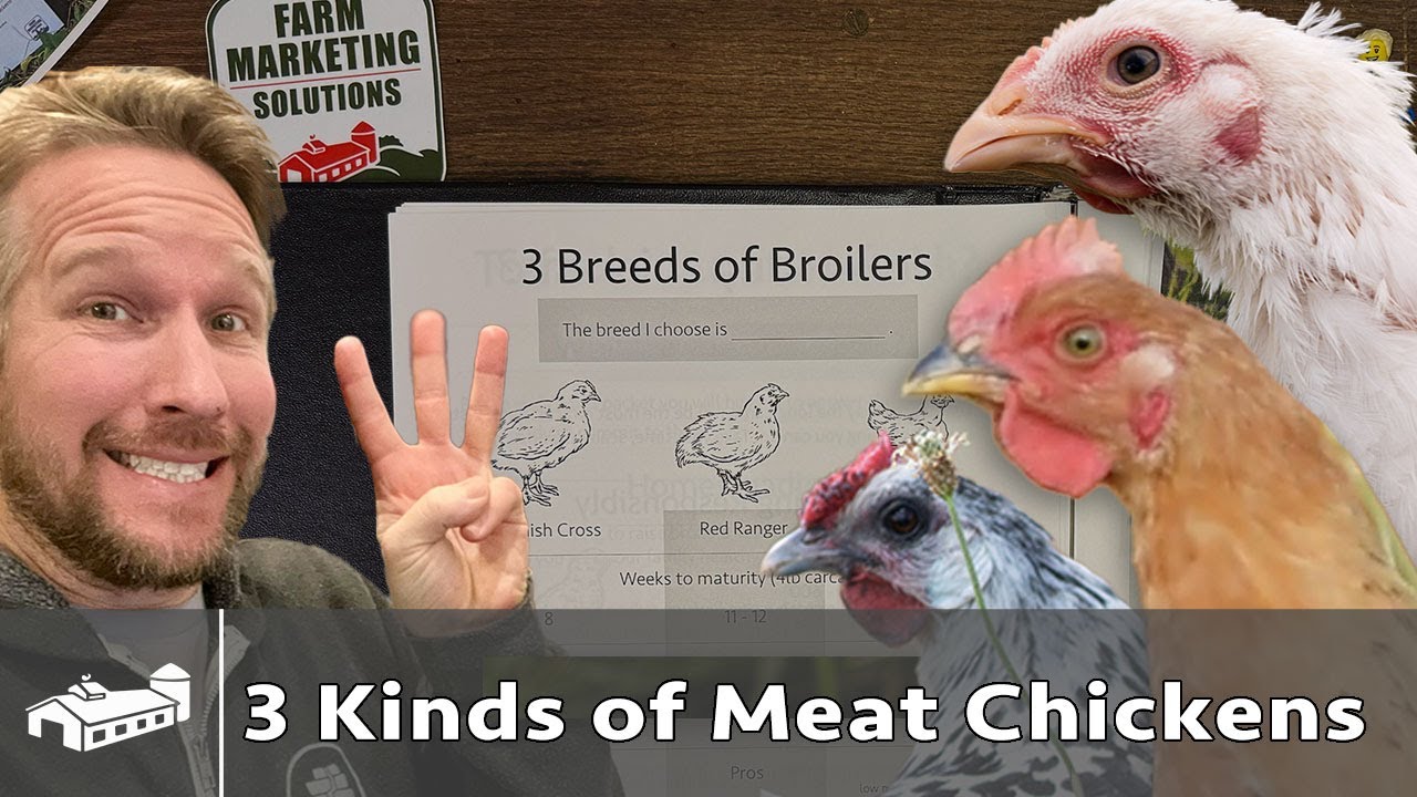 3 Types of Meat Chickens, Which Is Best?