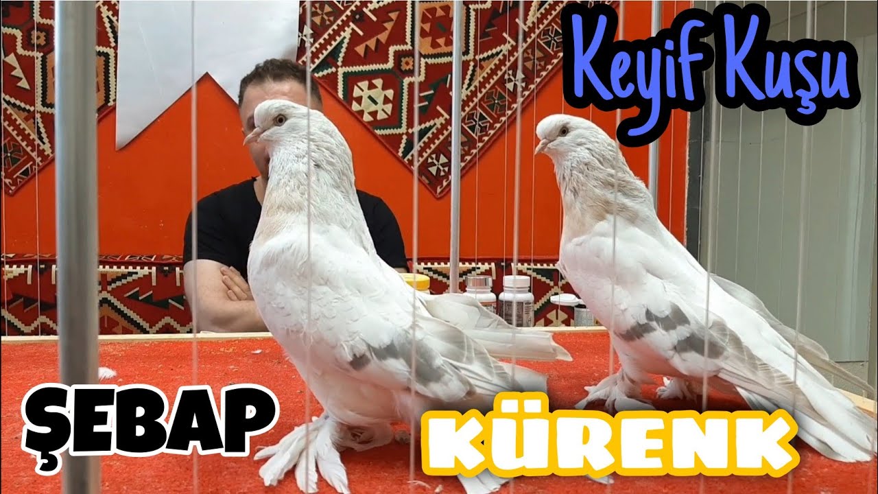 ŞEBAP SERGİSİNİ VE SEVDASINI BİR DE ŞEBAP &Uuml;STADI MEHMET YILDIRIM DAN DİNLEYİN