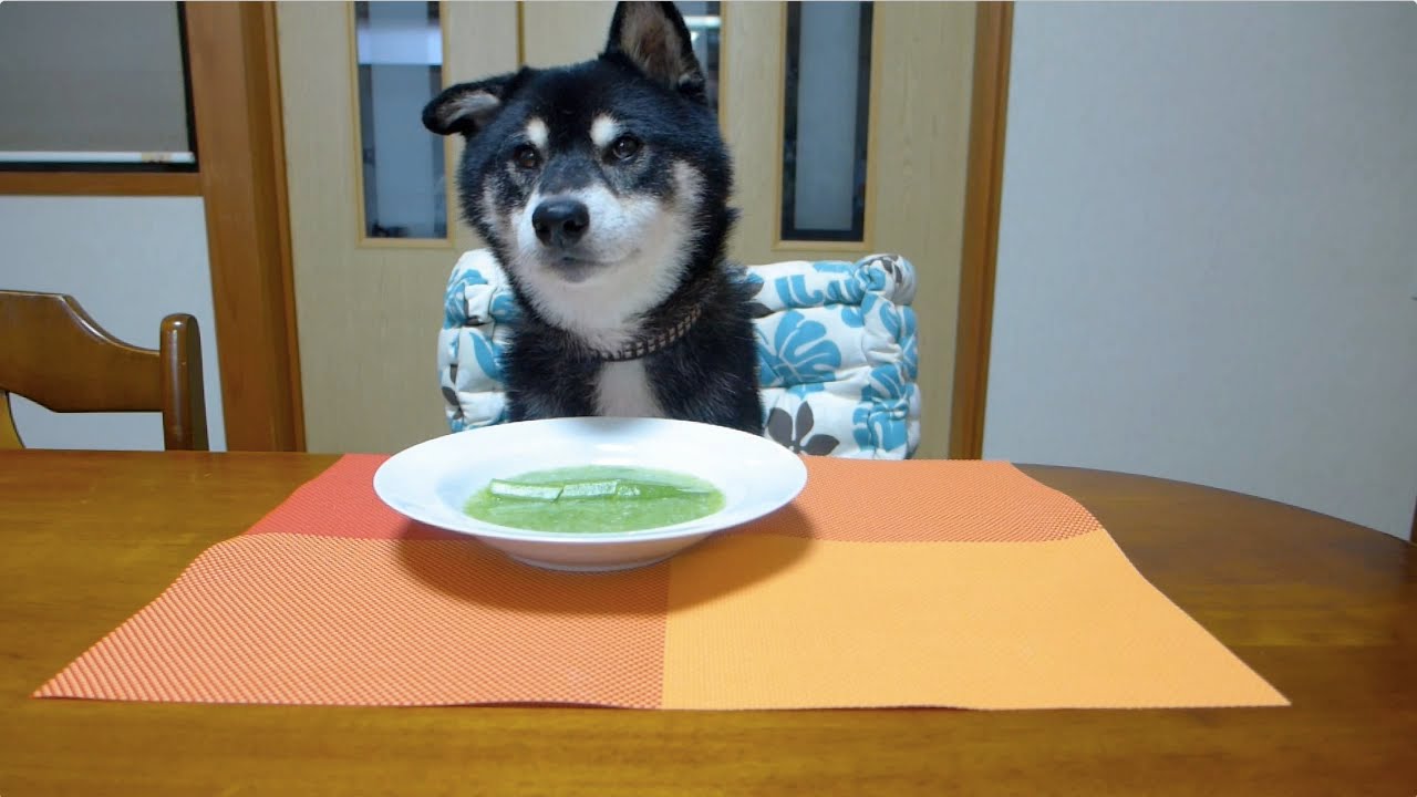 黒柴クロ 犬ごはん オクラのスープ Shiba Inu Kuro Eats Okura Soup